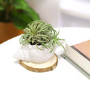 cement air plant holder, seashell air plant holder, Mini Air Plant Holder for sale, buy Cement Seashell Mini Air Plant Holder online, Mini Air Plant display ideas, air plant holder, seashell air plant holder for home and office decor