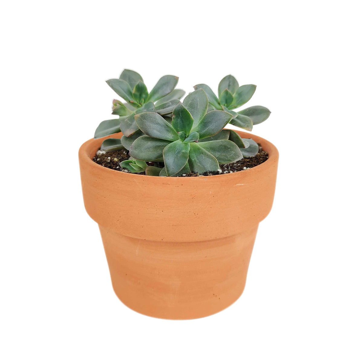 buy echeveria chroma succulent live succulent 2 inch online in bamboo pot, multicolor rosette with deep rose maroon orange and blush pink variegated fleshy leaves, shrubby clumping succulent with offset-forming habit