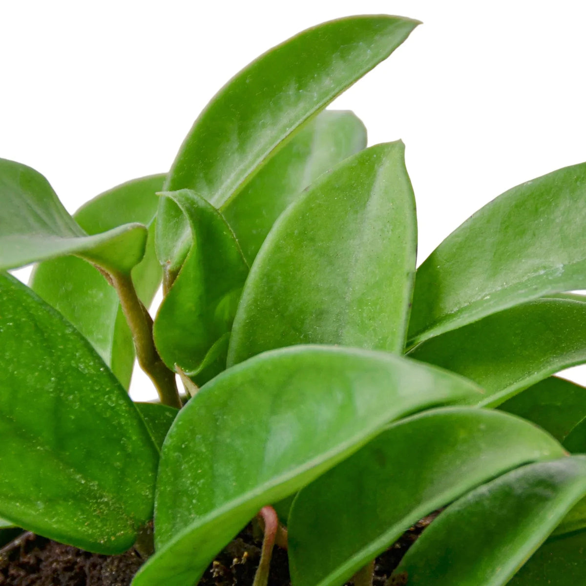buy hoya carnosa live houseplant 4" pot online, slow-growing epiphytic wax plant with waxy emerald leaves, trailing vining form ideal for hanging baskets or trellis, drought-tolerant and pet-safe, elegant boho decor accent and thoughtful plant gift