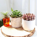 Birch Pot with Zinc, Natural Birch Bark Covered Zinc Planter Pot, White Birch Bark with Zinc, Small Birch Pot with Zinc, Birch Pot with Zinc 3.75" x 3", Rustic Designed Birch Pot with Zinc