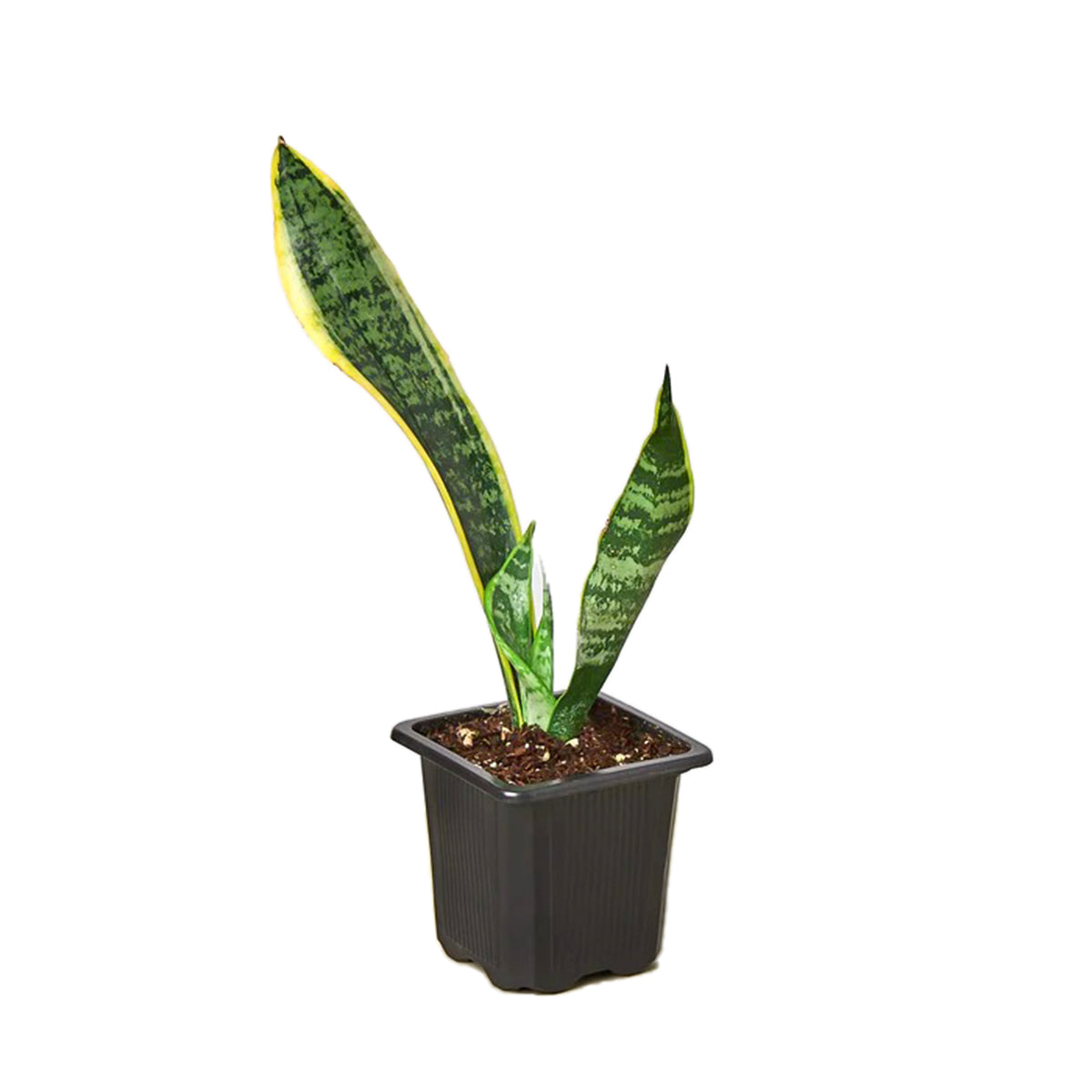 buy snake plant sansevieria laurentii live houseplant 4" pot online, black eco pot with vibrant sword-shaped leaves displaying bold yellow edges and green horizontal striping, firm stiff leaf surface, slow growing narrow upright form, air purifying capability noted by nasa study, striking minimalist accent for office or apartment decor, thoughtful sustainable gift choice