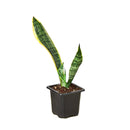 8" pot snake plant sansevieria laurentii live houseplant for sale, white cylinder planter housing a full mature rosette of tall sword-shaped leaves with vivid yellow edges and dark green banding, impressive upright columnar presence, virtually indestructible long-lived succulent, elegant air purifying floor plant for modern or minimalist interior decor, truly unforgettable plant gift for any home