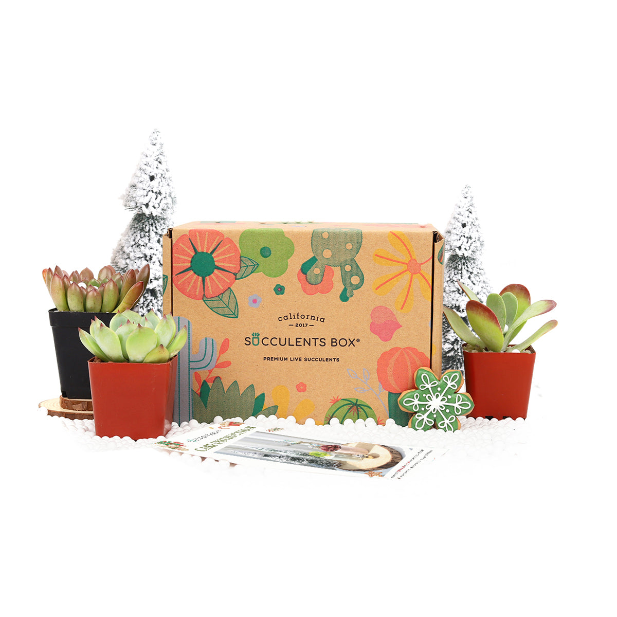 Succulent subscription box delivered monthly, Succulent subscription gift for sale