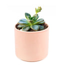 4 inch echeveria compressicaulis live succulent for sale, bamboo pot sustainable natural finish, deep red to brownish-green color-changing thick leaves, architectural upright rosette growth unlike typical echeveria, slow-growing rare venezuelan species, bright direct light lover, stunning mixed succulent arrangement centerpiece, premium rare succulent gift for collectors