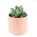 4 inch haworthia cuspidata succulent live succulent for sale, dense rosette of thick green leaves with pointed translucent tips, clumping offsetting growth habit, drought tolerant succulent requiring minimal watering, pet-safe and non-toxic for homes with children and animals, architectural focal point for modern boho or minimalist decor, makes a beautiful meaningful gift for any celebration