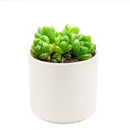 Buy 2" Haworthia cymbiformis var. obtusa online. This elegant succulent forms compact rosettes of thick, translucent leaves with smooth, rounded tips that give it a fresh, crystal-like appearance. It thrives in bright, indirect light with well-draining soil and occasional watering. A beautiful addition to succulent collections, office desks, or sunny windowsills.