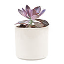 Buy 2" Graptoveria 'Fred Ives' online. This stunning succulent forms large rosettes with thick, fleshy leaves in beautiful shades of bronze, lavender, and pink that become more vibrant in bright light. It thrives in bright, indirect light with well-draining soil and occasional watering. A striking addition to succulent collections, sunny windowsills, or modern home décor.