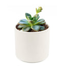4 inch echeveria compressicaulis live succulent for sale, bamboo pot sustainable natural finish, deep red to brownish-green color-changing thick leaves, architectural upright rosette growth unlike typical echeveria, slow-growing rare venezuelan species, bright direct light lover, stunning mixed succulent arrangement centerpiece, premium rare succulent gift for collectors