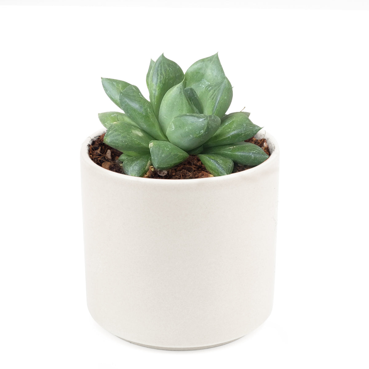 buy haworthia cuspidata succulent live succulent 2 inch online, bright green leaves with darker translucent window markings, tight star-rosette form with pointing leaf tips, compact slow-growing indoor succulent, drought tolerant and forgiving for beginners, beautiful organic geometric decor for desks and bookshelves, makes a memorable and lasting gift