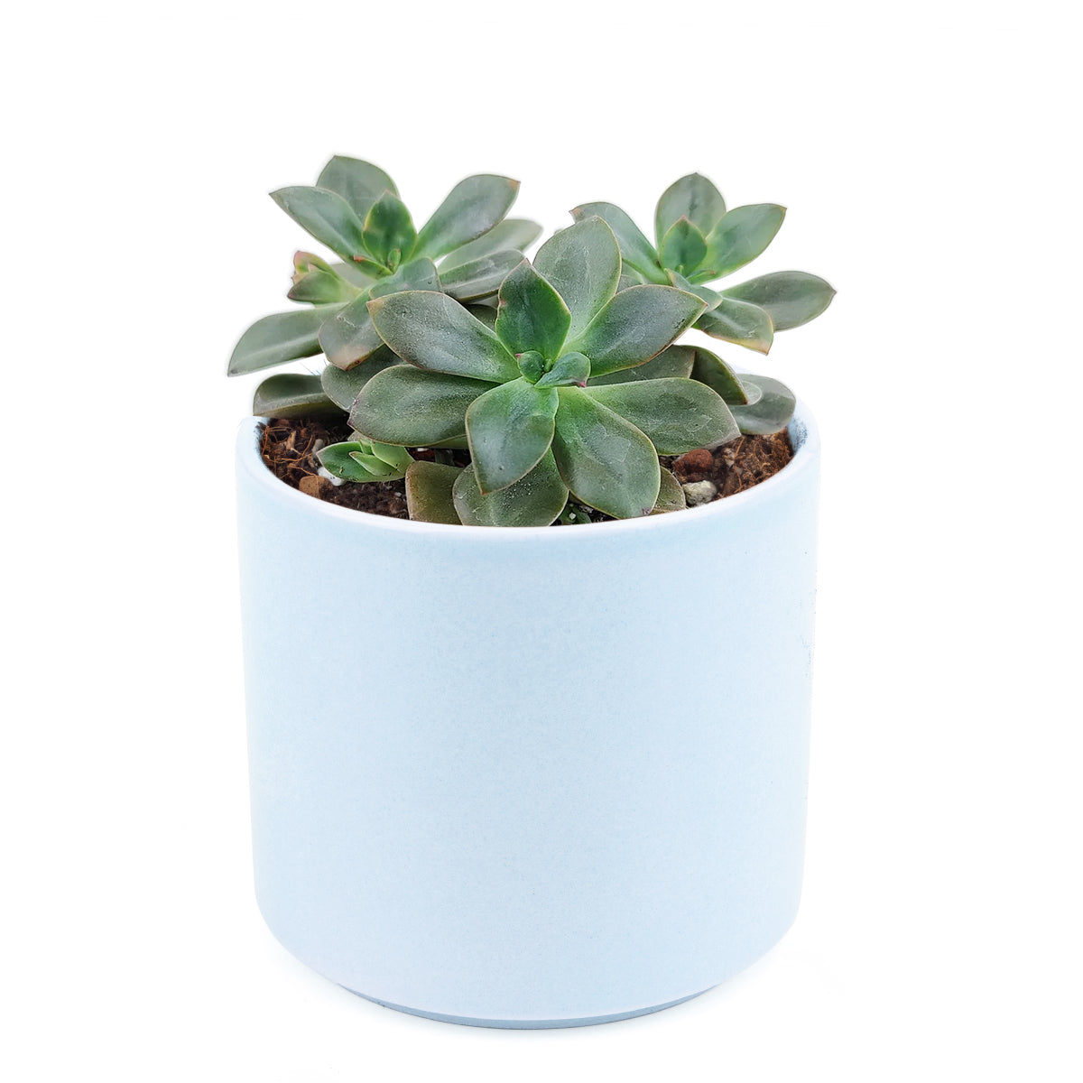 2 inch echeveria chroma succulent live succulent for sale in white modern pot, vivid tie-dye variegated rosette with purple peach and soft blue fleshy leaves, compact slow-growing clumping form ideal for small spaces