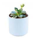 4 inch echeveria compressicaulis live succulent for sale, bamboo pot sustainable natural finish, deep red to brownish-green color-changing thick leaves, architectural upright rosette growth unlike typical echeveria, slow-growing rare venezuelan species, bright direct light lover, stunning mixed succulent arrangement centerpiece, premium rare succulent gift for collectors