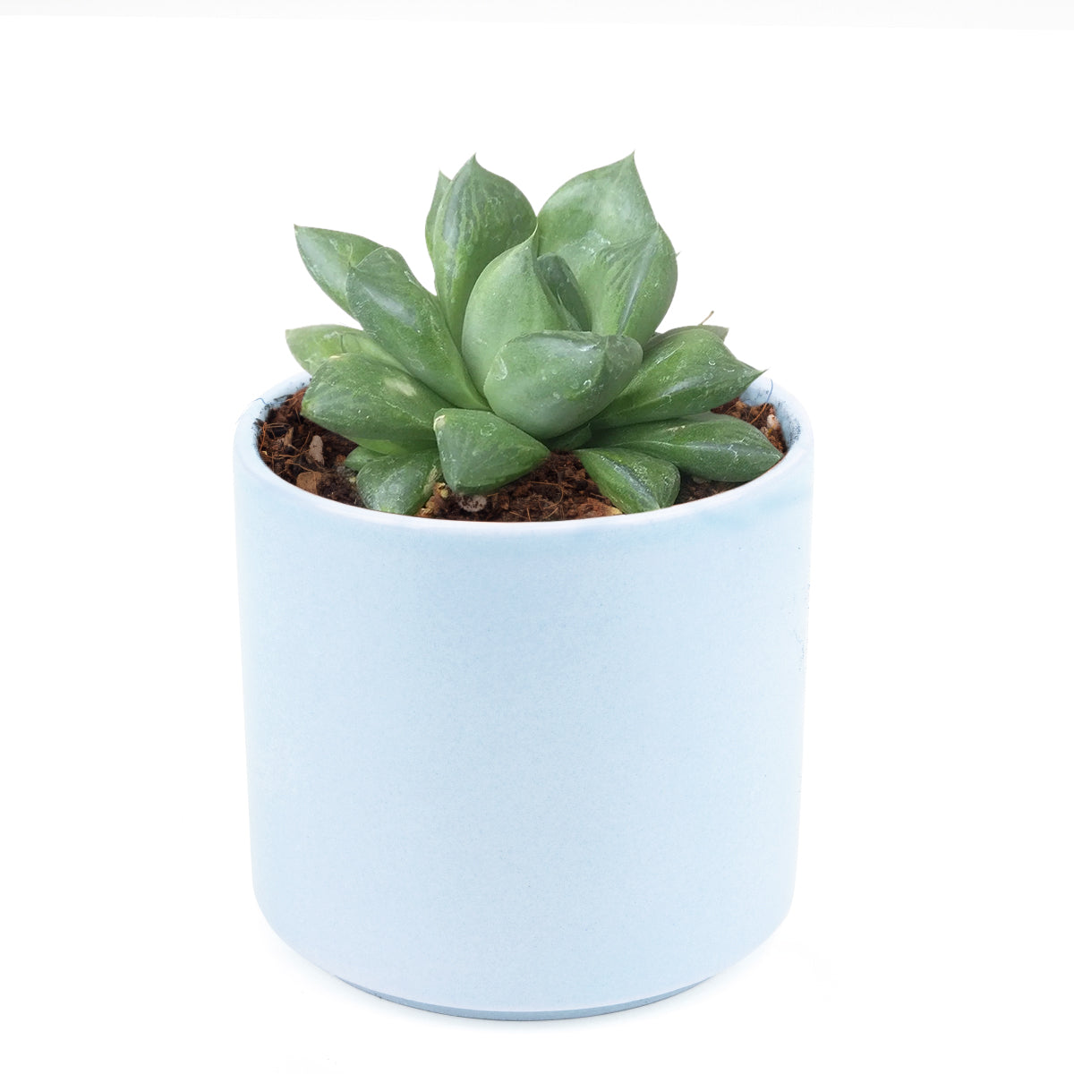 4 inch haworthia cuspidata succulent live succulent for sale, fleshy pointed green leaves with translucent tips arranged in rosette, offsetting clumping growth style, easy care low-light tolerant succulent, non-toxic and safe for households with pets and children, perfect accent plant for terrariums and mini gardens, charming and unique gift for the plant obsessed
