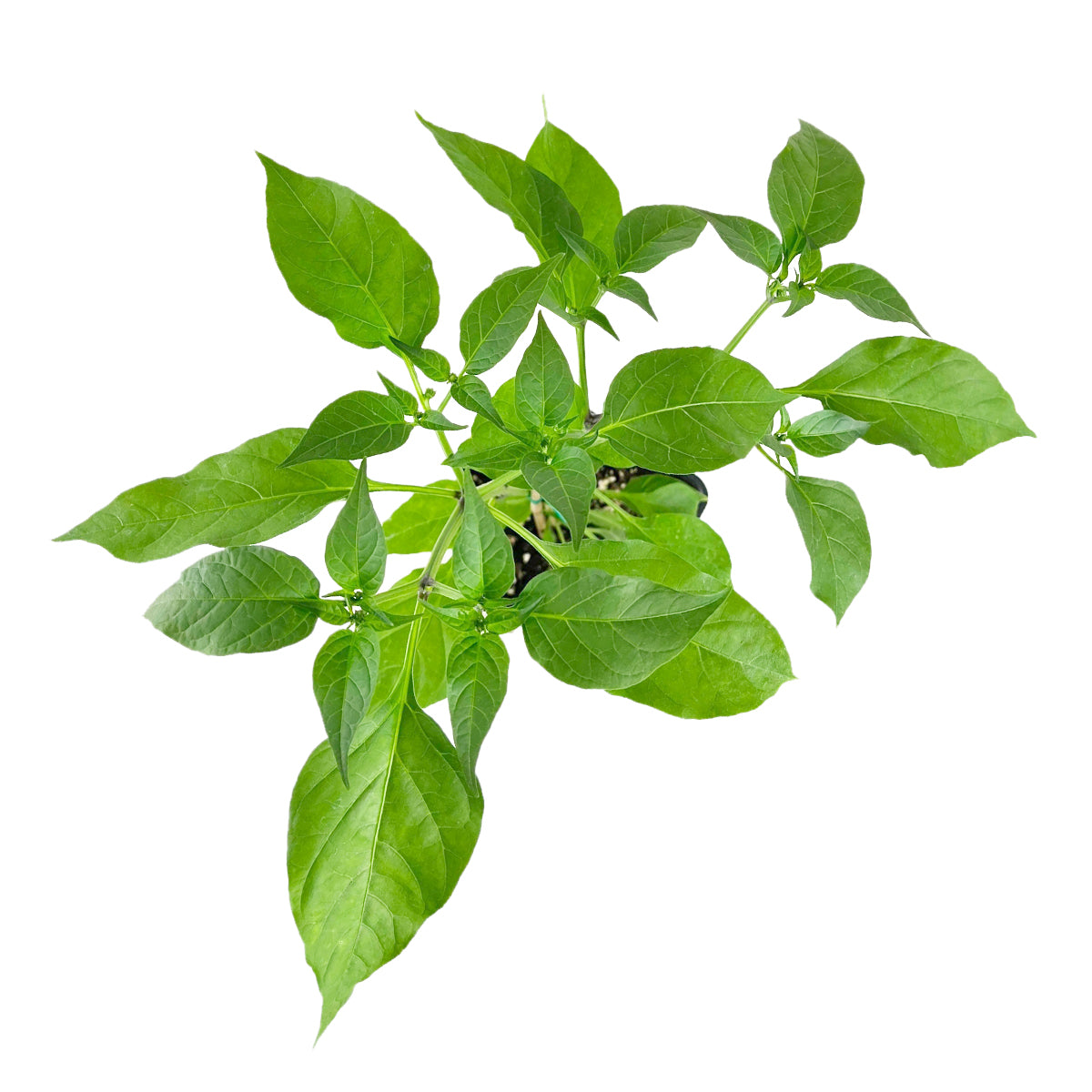 potted pepper plants for sale near me, live pepper plants for sale, chili pepper plant