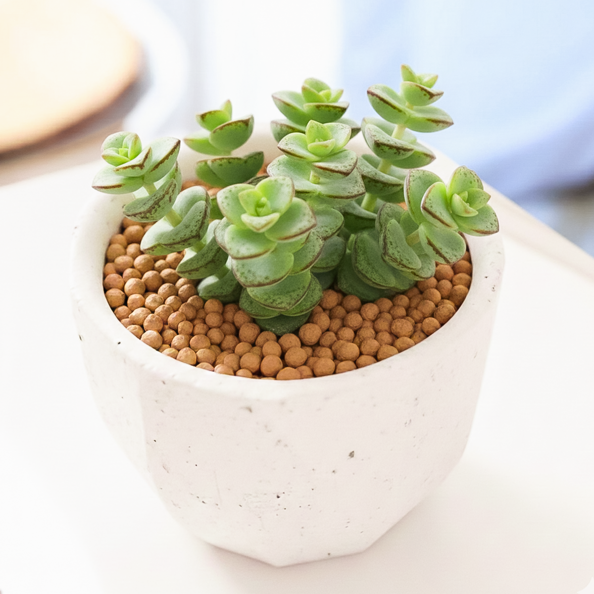 Bona Pot