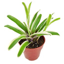 4 inch neoregelia donger live houseplant for sale, rare fireball sport bromeliad with stiff variegated leaves and central water-collecting cup, produces offshoot pups for easy propagation, prefers high humidity and filtered light, architectural statement plant for floors or shelving displays, a rare and long-lasting gift for tropical plant collectors