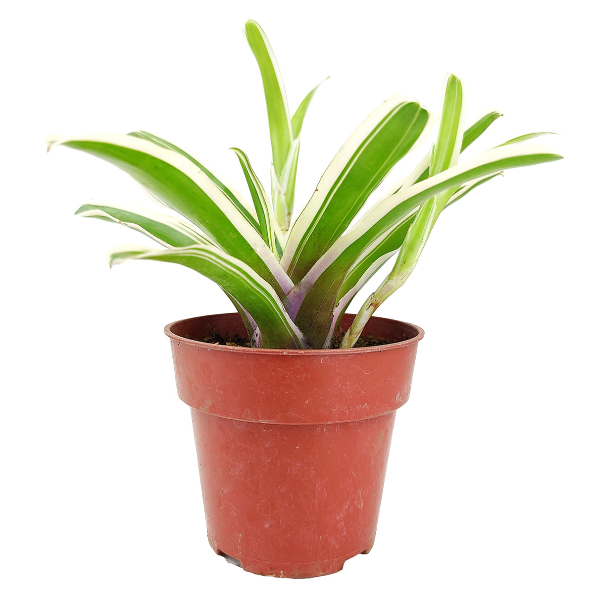 4 inch neoregelia donger live houseplant for sale, compact colorful bromeliad in grower pot, water-holding central cup surrounded by green and pink banded leaves, epiphytic rosette growth habit, thrives in bright indirect light, eye-catching tropical decor for living rooms or bathrooms, a thoughtful unique gift for bromeliad collectors