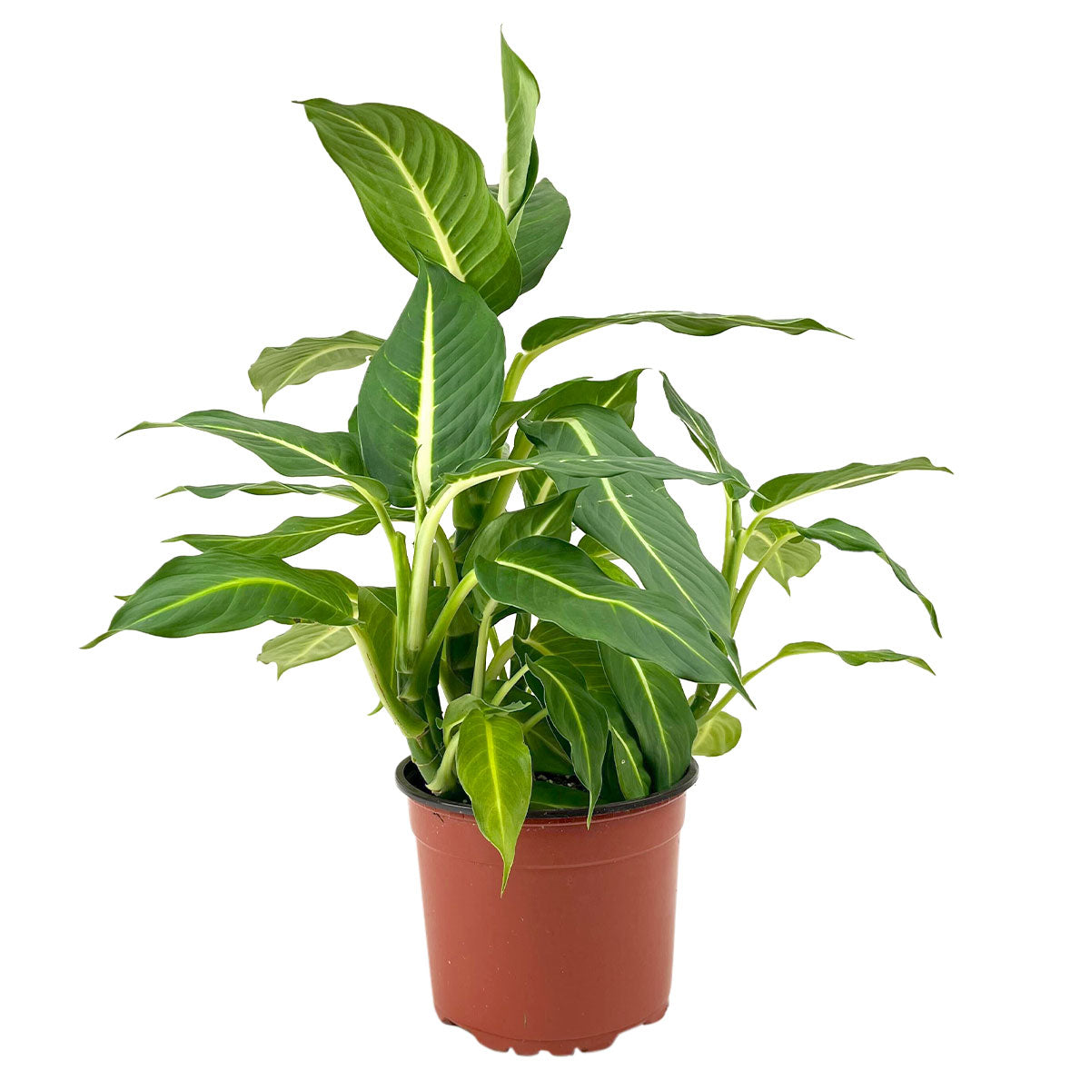 buy dieffenbachia green magic live plant 6 inch online, dense bushy upright tropical growth form, dark green foliage with crisp white center vein, thick sturdy cane-like stem structure, moderate humidity loving easy care houseplant, bold tropical floor or tabletop decor accent, a stunning and long-lasting indoor gift for plant lovers