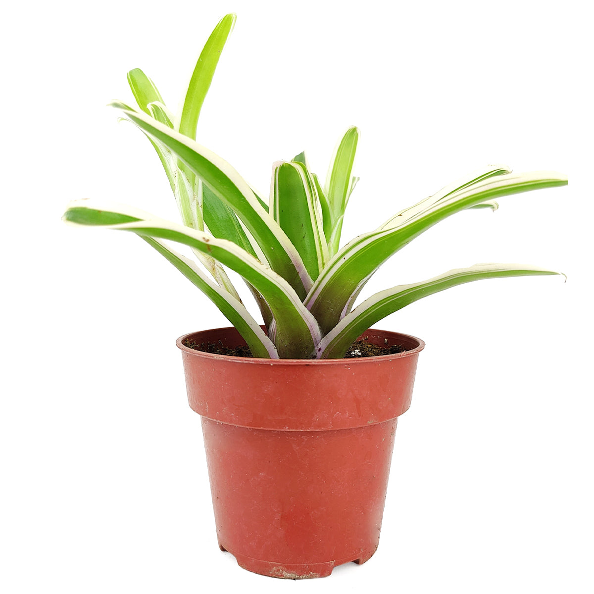 4 inch neoregelia donger live houseplant for sale, rare fireball sport bromeliad with stiff variegated leaves and central water-collecting cup, produces offshoot pups for easy propagation, prefers high humidity and filtered light, architectural statement plant for floors or shelving displays, a rare and long-lasting gift for tropical plant collectors