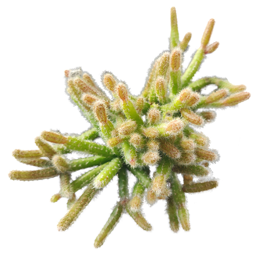 buy mini rat's tail cactus live cactus 2 inch online, bright green trailing stems with fine bristly spines, cascading pendulous growth habit, vibrant pink tubular blooms in spring, drought tolerant and low maintenance, perfect for bohemian hanging basket decor, a charming and easy-care gift for cactus lovers