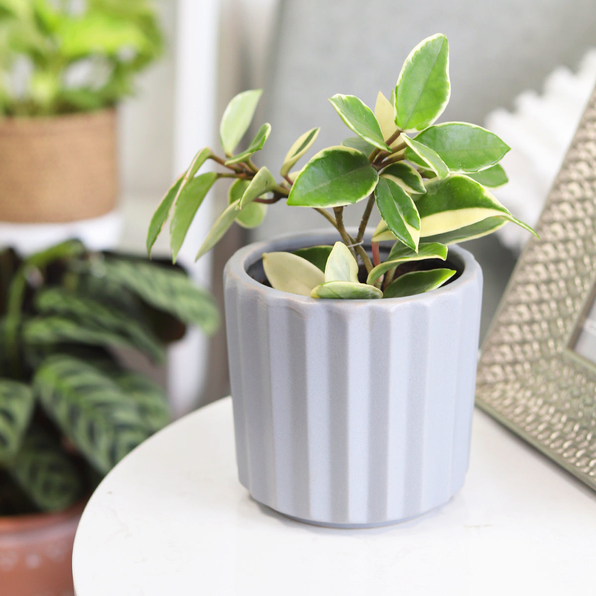 buy variegated hoya carnosa live houseplant 4 inch pot online, thick waxy pink and white variegated leaves, trailing vining growth habit, semi-succulent foliage, easy care indoor plant, perfect for boho hanging display, thoughtful gift for plant lovers
