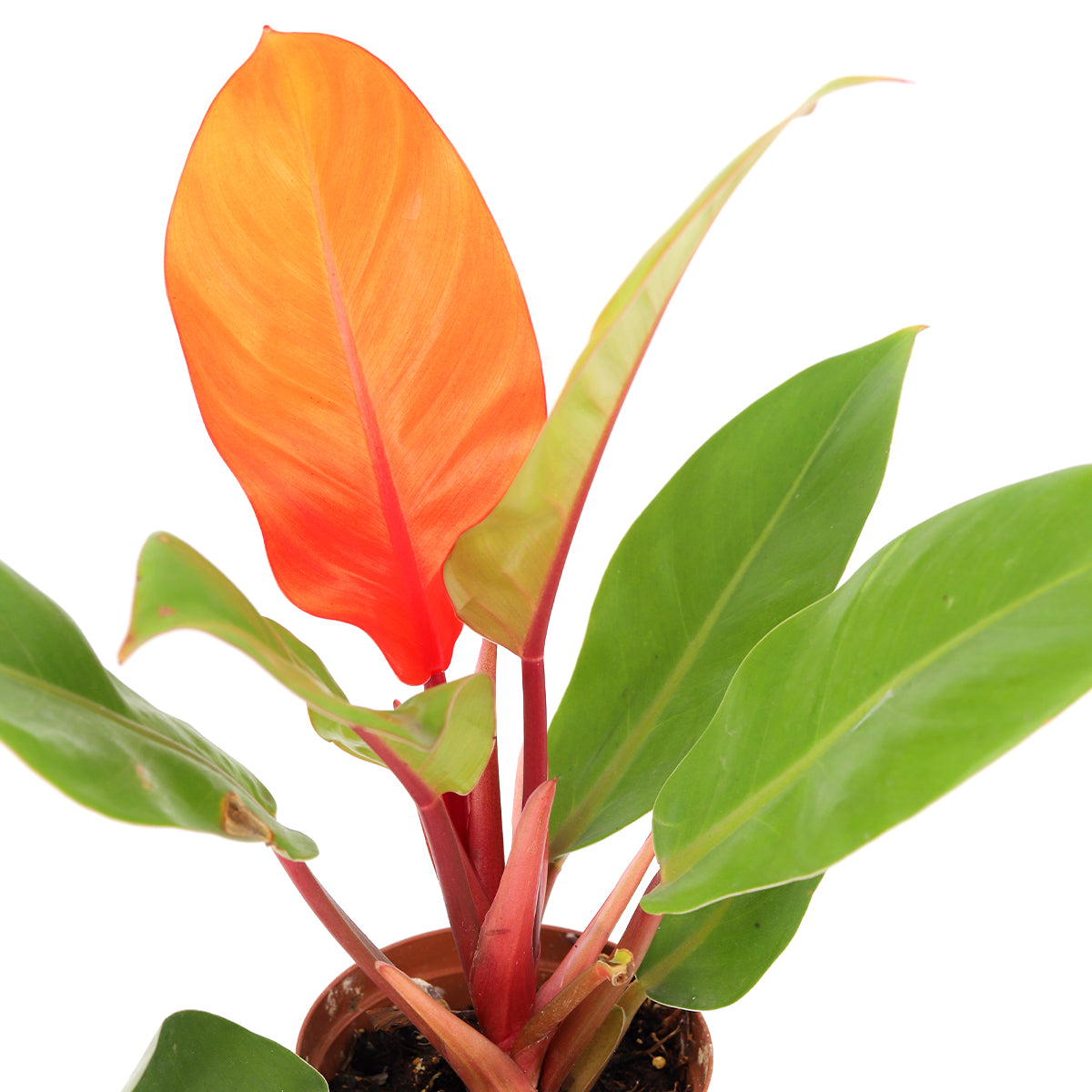 buy philodendron cherry red live houseplant 4 inch grower pot online, dynamic red-to-green foliage transition creating year-round visual interest, dense upright self-heading cultivar, prominently veined elliptic leaves, beginner friendly and easy to maintain, bold tropical color statement for desks shelves or floor pots, a rare and thoughtful houseplant gift