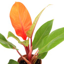 4 inch philodendron cherry red live houseplant for sale in grower pot, brilliant cherry red new foliage maturing to deep glossy green in a tidy compact form, upright bushy non-vining growth style, rich textured tropical leaves, air purifying and low maintenance indoor plant, colorful bohemian or modern decor accent, an unforgettable gift for plant collectors and beginners