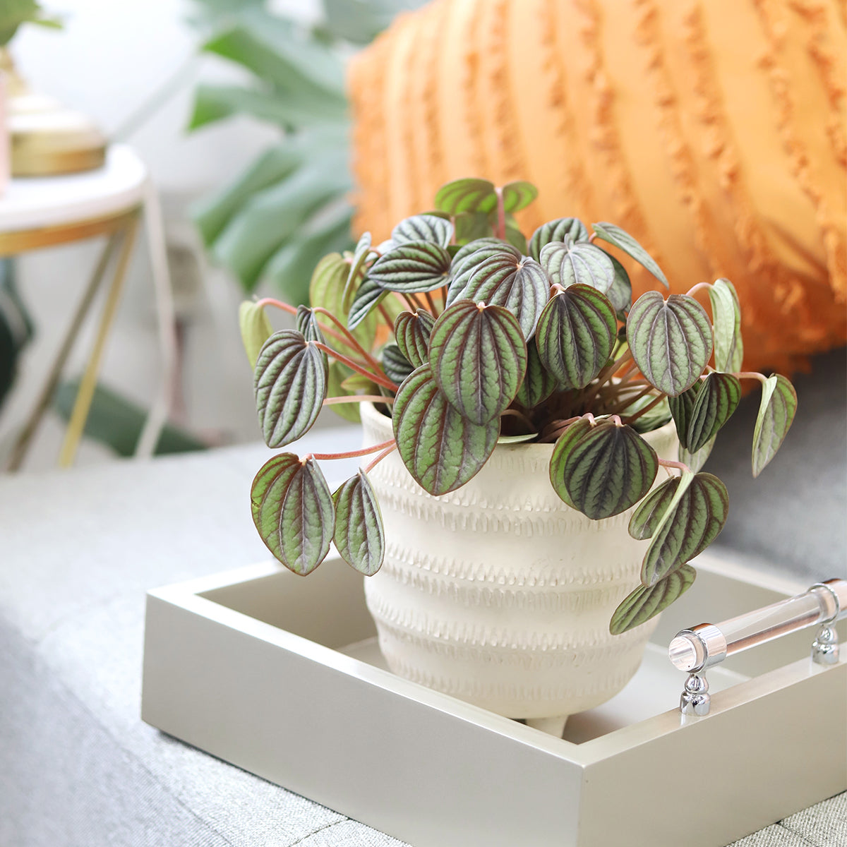 buy peperomia piccolo banda live houseplant 4" pot online, silver-green textured leaves with dark purple veining, compact mounding growth form, semi-succulent drought tolerant foliage, low maintenance indoor plant, modern minimalist desk decor, a thoughtful gift for plant lovers and pet owners