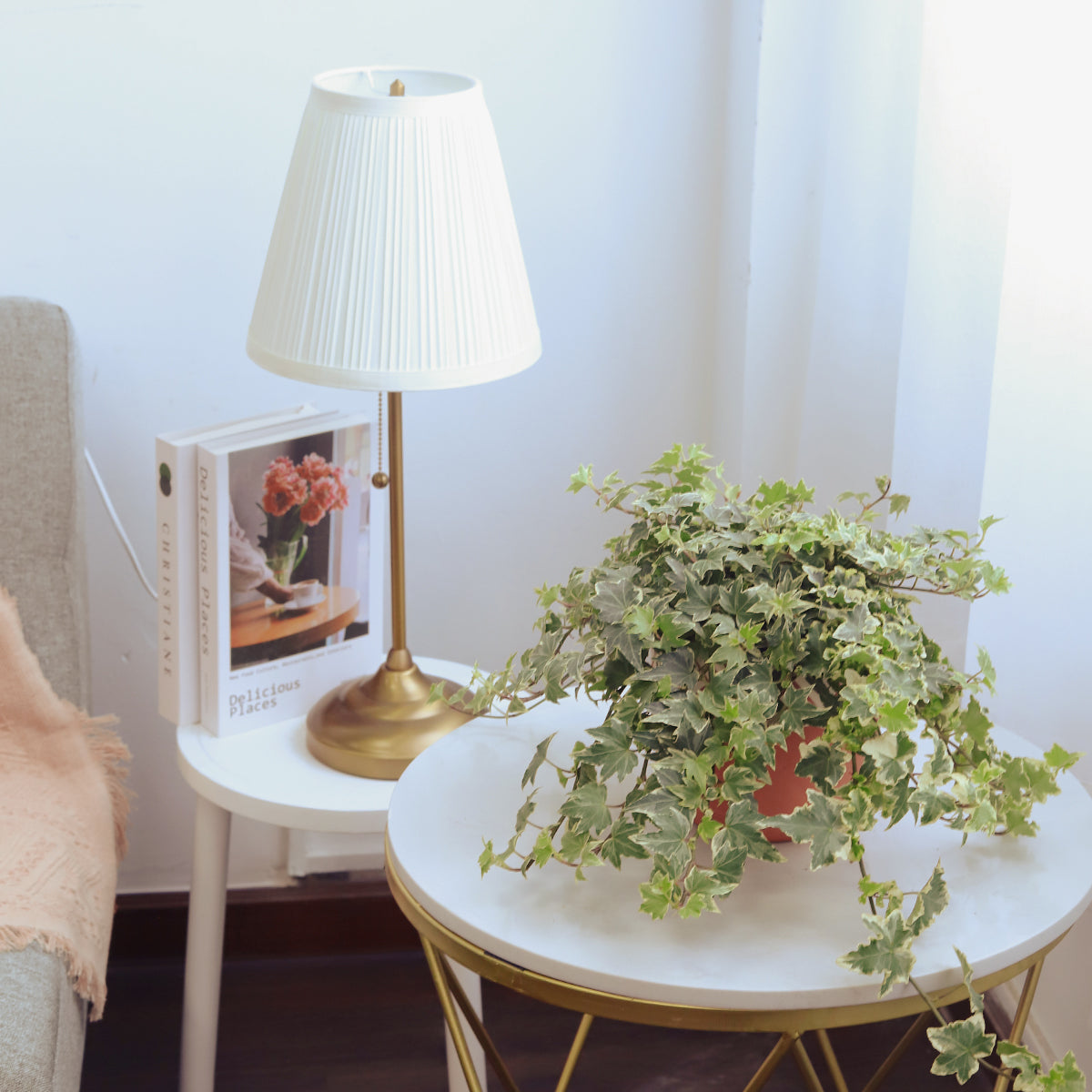 3" pot golden english ivy live plant for sale, three to five lobed leaves with bright yellow gold edges, trailing spilling growth form, evergreen foliage year-round, thrives in moderate humidity, beautiful on a windowsill or shelf, a charming gift for plant enthusiasts