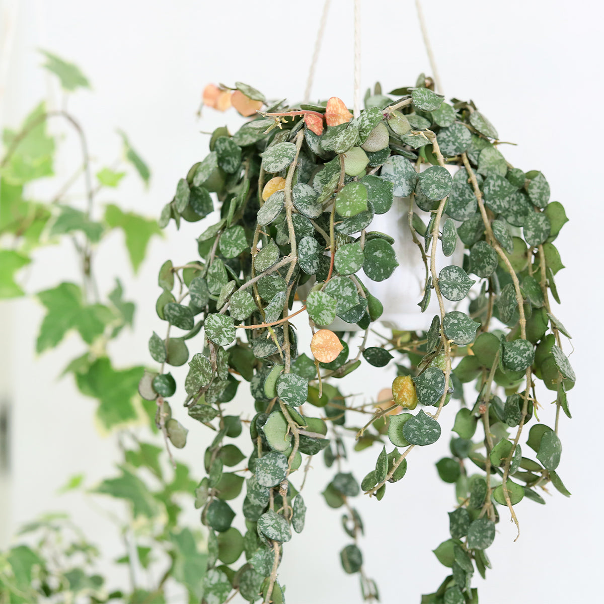 buy hoya 'curtisii' live houseplant 4" pot online, compact trailing vine with silver-speckled olive green heart-shaped leaves, densely packed foliage cascading over pot edges, bohemian hanging basket display, low maintenance pet-friendly indoor plant gift
