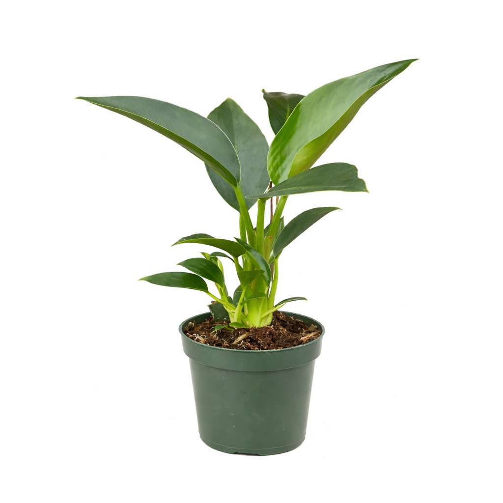 6" pot philodendron 'congo green' live air plant for sale, dense layered dark green leaf rosette, upright non-trailing growth habit, thick leathery leaf texture, air-purifying indoor tropical plant, stunning floor specimen for contemporary interiors, unforgettable gift for home decorators