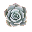 4 inch echeveria simulans f/ rayones live succulent grower pot for sale, blue-green rosette with farina-coated chubby leaves resembling rose petals, compact non-trailing growth form, native to rayones mexico with collector appeal