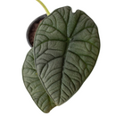 4" pot alocasia 'melo' live plant for sale, extraordinarily thick leathery leaves with rough mineral-like surface texture, jade to slate blue-green coloration with deep corrugations, upright compact form ideal for desks and small spaces, jewel alocasia native to borneo tropical rainforests, creates a lush tropical focal point in any room, an impressive and memorable gift for any plant collector