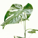 buy monstera 'thai constellation' live houseplant 2" pot online, rare starter tropical aroid with constellation-patterned cream and green variegation on smooth young leaves, slow-growing upright climber from thai tissue culture origins, thrives with humidity support and bright filtered light, a one-of-a-kind celestial gift for plant parents of all levels