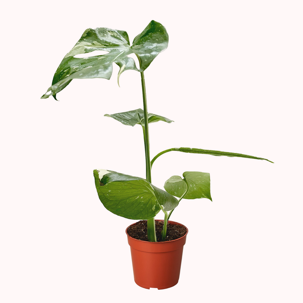 buy monstera 'thai constellation' live houseplant 2" pot online, delicate starter plant with early variegated patterning in creamy yellow-white against forest green, soft glossy leaf texture and developing fenestrations, slow-growing climbing tropical that rewards patience, a meaningful and unique gift for beginner plant parents