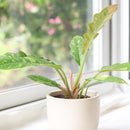 buy philodendron ring of fire live houseplant 4 inch online, tropical rainforest hybrid with boldly variegated serrated leaves in green red orange and cream, striking upright bushy growth with sculptural form, air-purifying and humidity-loving indoor plant, thrives near bright filtered windows, show-stopping rare houseplant gift for dedicated plant lovers