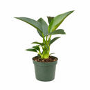 6" pot philodendron 'congo green' live air plant for sale, dark green shiny foliage with thick waxy texture, self-heading compact tropical form, tolerates average indoor humidity, grows as impressive floor or shelf statement plant, refined tropical elegance for modern or eclectic interiors, a treasured gift for plant collectors and beginners alike