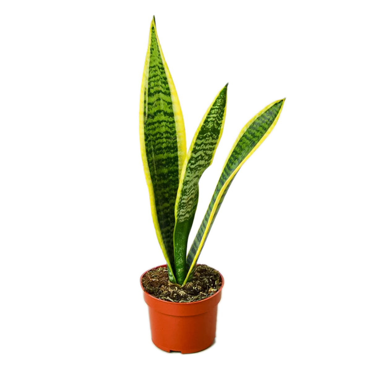 8" pot snake plant sansevieria laurentii live houseplant for sale, black cylinder planter with impressive mature clump of tall variegated leaves, deep forest green and vivid yellow coloring, dense fan-like arrangement from rhizome base, tolerates low light and dry indoor air, dramatic architectural floor statement for modern or contemporary interiors, standout gift for home decor lovers