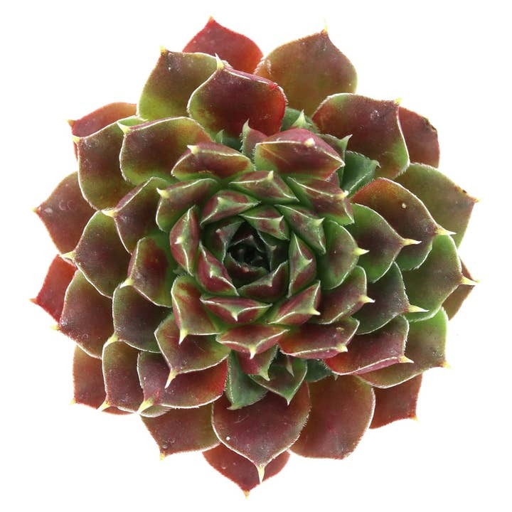 2 inch sempervivum heuffelii 'dorado' live succulent for sale, rich golden-yellow architectural rosette with red-tipped leaves in a plastic pot, slow-growing dense cluster-forming succulent, full sun lover with exceptional drought tolerance, rare heuffelii cultivar with vibrant year-round color, a stunning decorative accent for rock gardens and sunny balconies, a rare collector-worthy gift for succulent fans