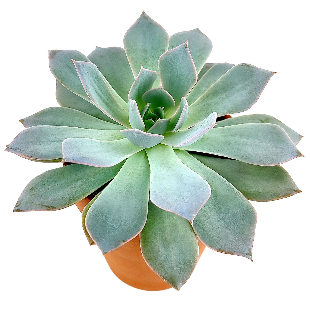 buy echeveria blue fairy live succulent 2 inch online, macro detail of leaf surface showing natural epicuticular wax coating, icy blue-green color with warm tip blush, compact rosette growth habit, drought tolerant and easy to propagate, beautiful st