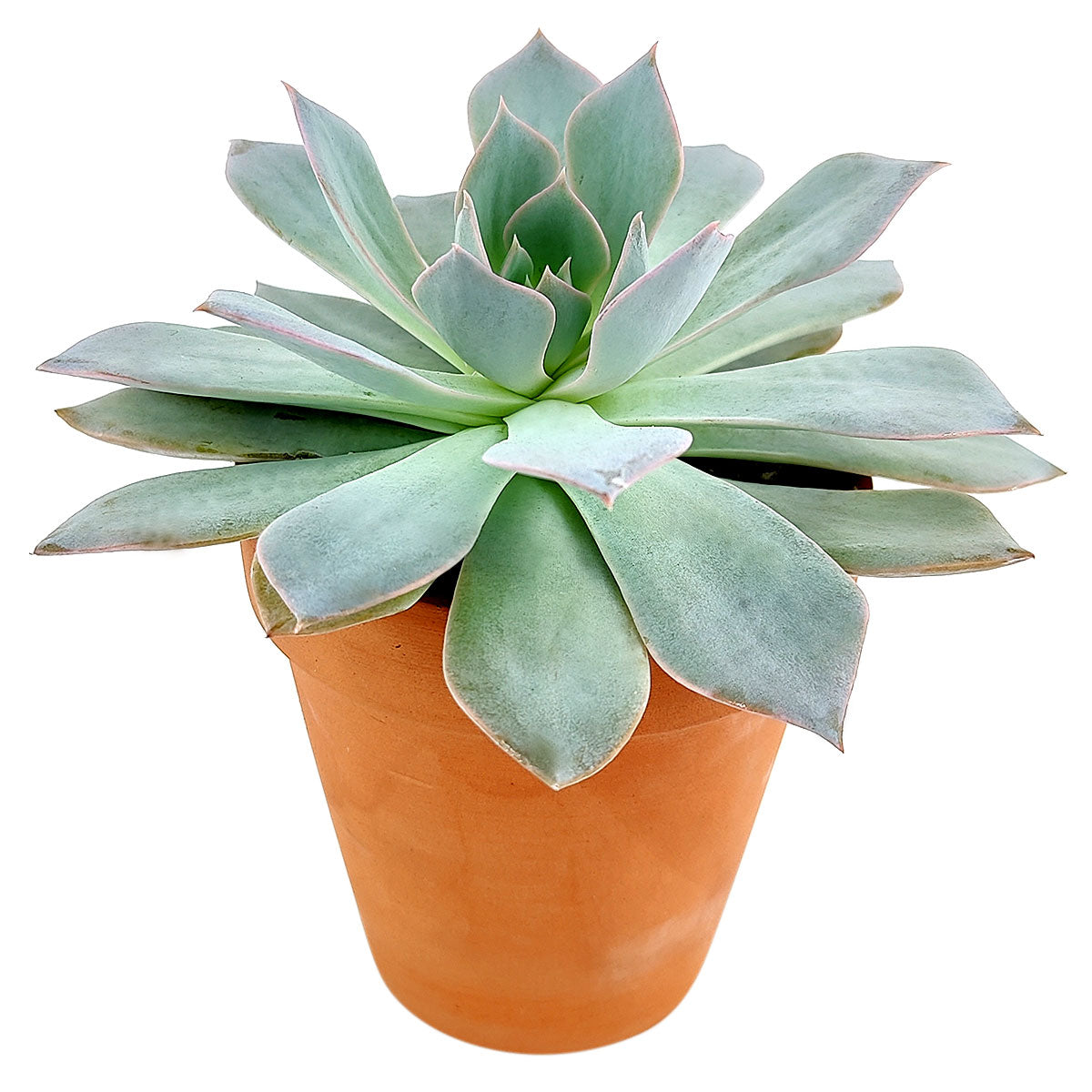4 inch echeveria blue fairy live succulent for sale, full rosette displayed in bright natural light, powdery blue-green leaves with reddish pointed tips, symmetrical architectural form, pet safe and beginner friendly, elegant accent for any sunny ind