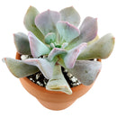 buy echeveria cubic frost live air plant 4 inch online, pale blue-gray frosted succulent rosette with distinctive angular leaf structure and metallic sheen, larger mature specimen with fuller rosette presentation and sculptural form, demands consistent rotation every two weeks to maintain even growth and prevent one-sided development, intolerant of direct air conditioning and heater output affecting leaf health, striking modern planter accent for contemporary interiors, premium gift option for serious succu