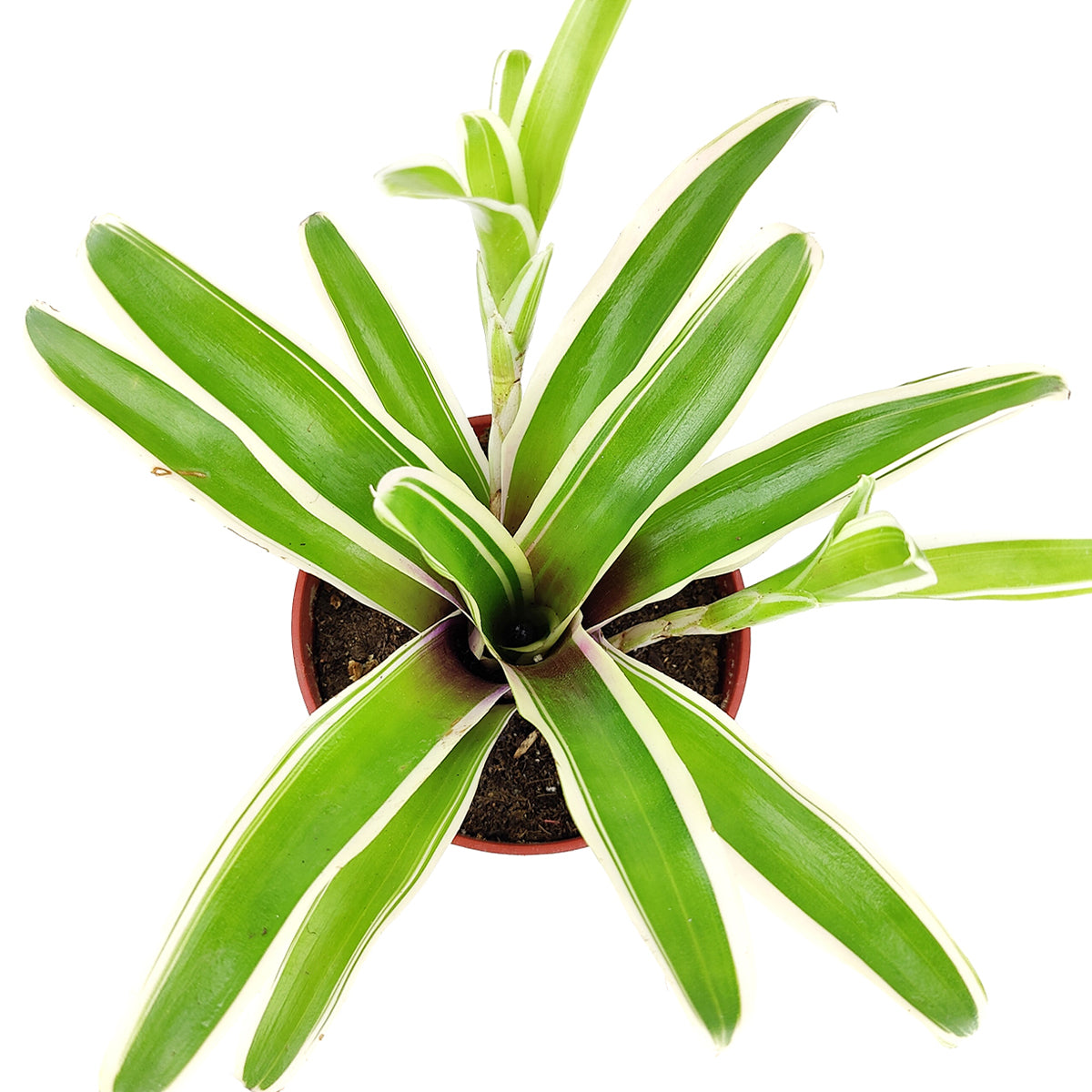 buy neoregelia donger live houseplant 4 inch online, small-medium variegated bromeliad with vivid pink and white leaf margins, upright cup rosette form, slow-growing and low maintenance, suitable for terrariums and indoor containers, adds a lively tropical focal point to any home decor, wonderful gift for houseplant enthusiasts of all levels