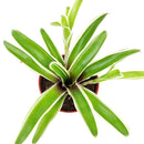 4 inch neoregelia donger live houseplant for sale, rare fireball sport bromeliad with stiff variegated leaves and central water-collecting cup, produces offshoot pups for easy propagation, prefers high humidity and filtered light, architectural statement plant for floors or shelving displays, a rare and long-lasting gift for tropical plant collectors