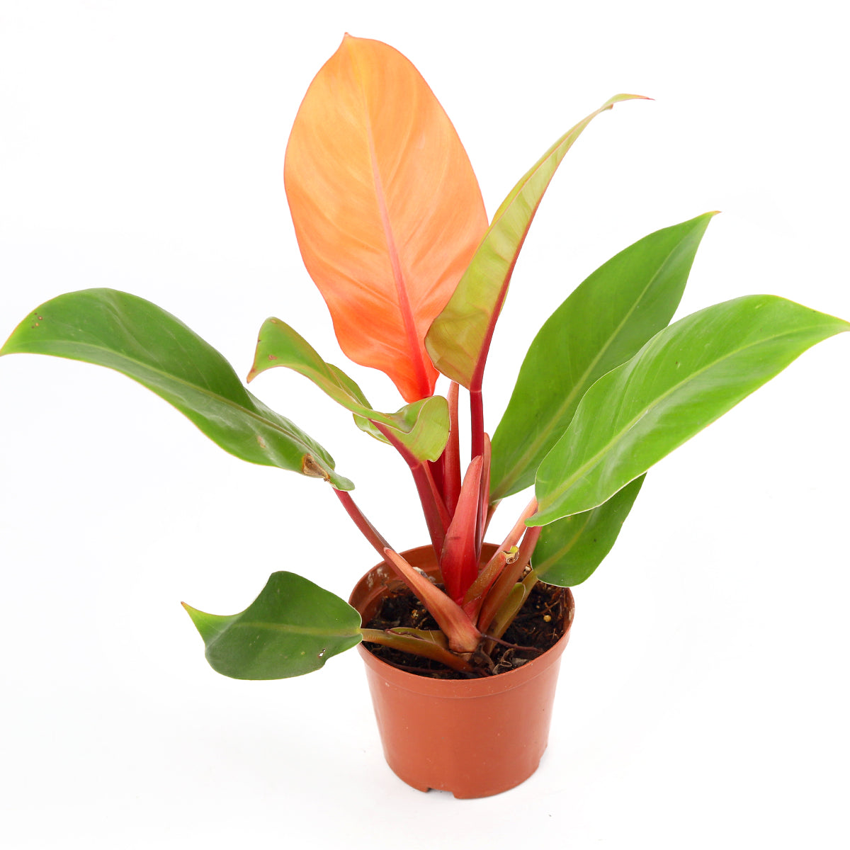 4 inch philodendron cherry red live houseplant for sale in grower pot, brilliant cherry red new foliage maturing to deep glossy green in a tidy compact form, upright bushy non-vining growth style, rich textured tropical leaves, air purifying and low maintenance indoor plant, colorful bohemian or modern decor accent, an unforgettable gift for plant collectors and beginners