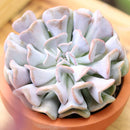 buy echeveria cubic frost live air plant 4 inch online, pale blue-gray frosted succulent rosette with distinctive angular leaf structure and metallic sheen, larger mature specimen with fuller rosette presentation and sculptural form, demands consistent rotation every two weeks to maintain even growth and prevent one-sided development, intolerant of direct air conditioning and heater output affecting leaf health, striking modern planter accent for contemporary interiors, premium gift option for serious succu