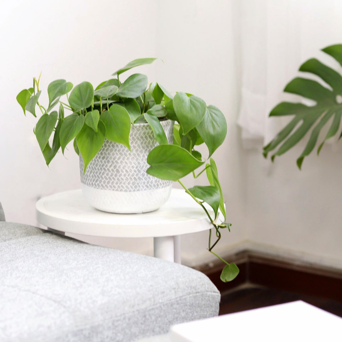 buy philodendron cordatum heartleaf live houseplant 3" pot online, glossy emerald heart-shaped leaves, fast-growing trailing vine, low light tolerant, easy care tropical plant, lush bohemian shelf accent, perfect beginner houseplant gift