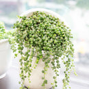 senecio string of pearls variegated succulent for sale, senecio rowleyanus, variegated string of pearls care, buy string of pearls variegated online, hanging/ trailing succulent plants, succulent hanging basket, succulent gift ideas, succulent gift delivery, succulent birthday gift
