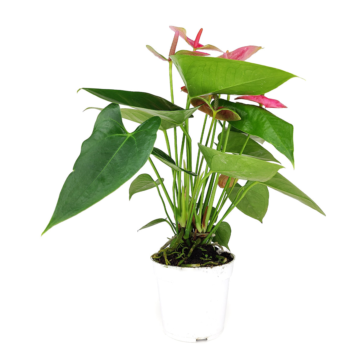 buy anthurium 'pink' live houseplant 4" pot online, soft pink waxy blooms with cream spadix, smooth heart-shaped leaves, slow to medium grower, high humidity tropical plant, low maintenance indoor beauty, chic tabletop or shelf accent, perfect housewarming gift