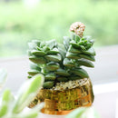 2 inch crassula springtime succulent live succulent for sale, opposing elliptic fleshy leaves no larger than a thumbnail, slow growing with erect to trailing stem development, showy pink blooms with red centers in early spring, minimal fertilizer and easy drought-tolerant care, sophisticated addition to any indoor succulent collection, perfect plant gift for any occasion in bamboo pot