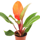 4 inch philodendron cherry red live houseplant for sale in grower pot, brilliant cherry red new foliage maturing to deep glossy green in a tidy compact form, upright bushy non-vining growth style, rich textured tropical leaves, air purifying and low maintenance indoor plant, colorful bohemian or modern decor accent, an unforgettable gift for plant collectors and beginners